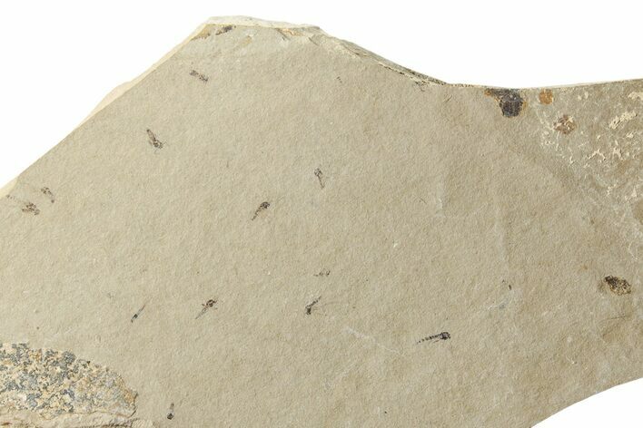 Fossil Fly (Diptera) Mortality Plate - Bois d’Asson, France #256787